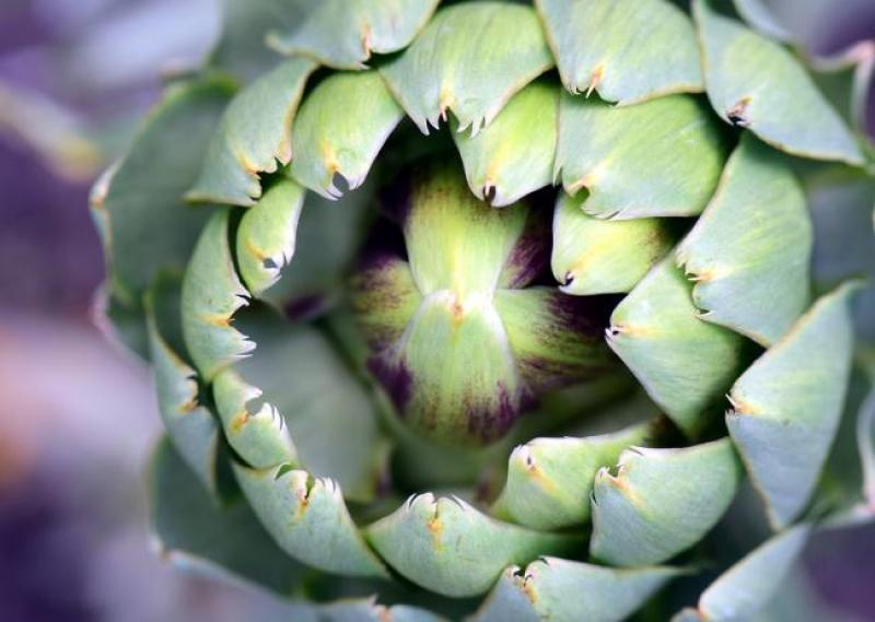 artichoke-2436819_960_720.jpg